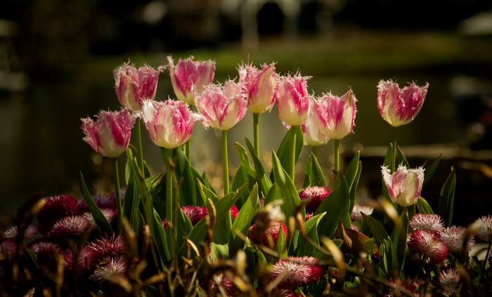 Pink and white fringed tulips in a garden