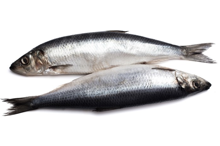 Two fresh herring fish on a white background