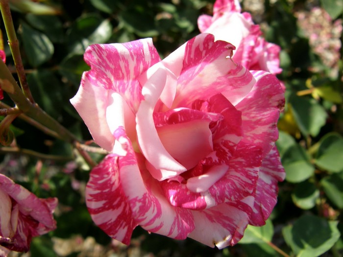 Striped Pink and White Rose