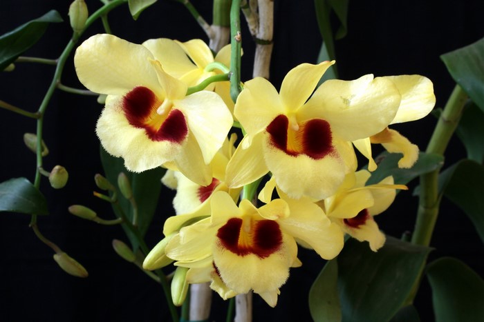 Yellow orchids with dark red centers