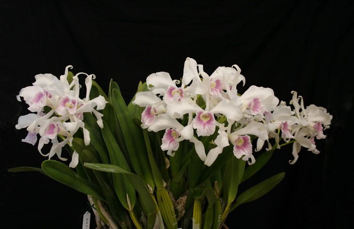 White and pink orchids with green leaves