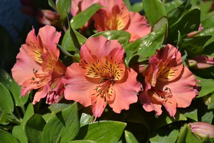 Pink Alstroemeria Flowers with Green Leaves
