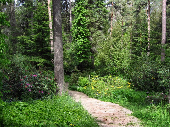 A winding path through a Finnish forest with rhododendrons and yellow flowers