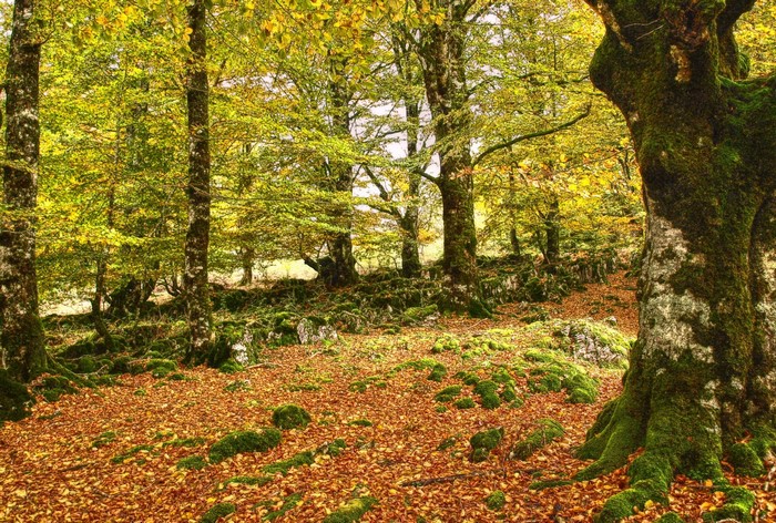 Autumn forest with fallen leaves and mossy trees