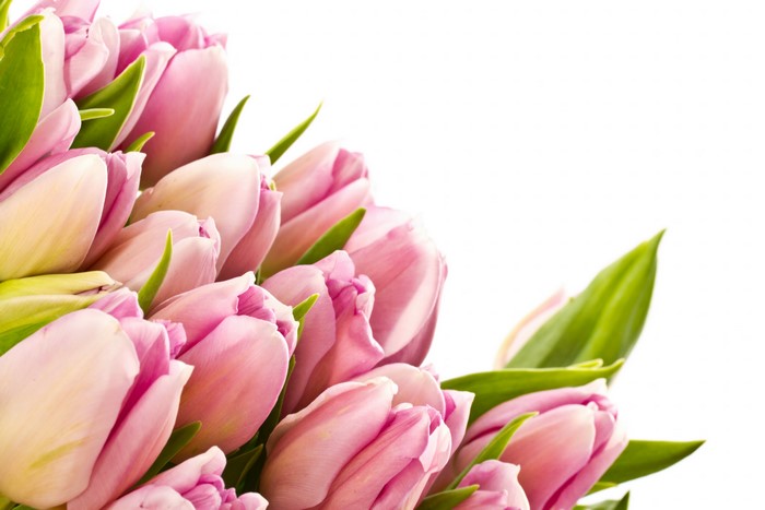 Pink Tulips