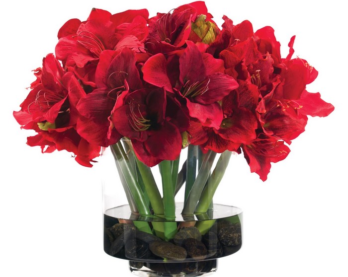 Red Amaryllis flowers in a glass vase