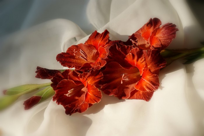Red Gladioluses on White Fabric