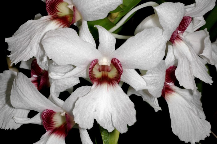White orchids with dark red centers