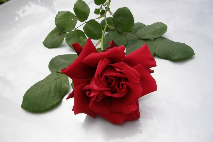 Red rose with green leaves on a white surface