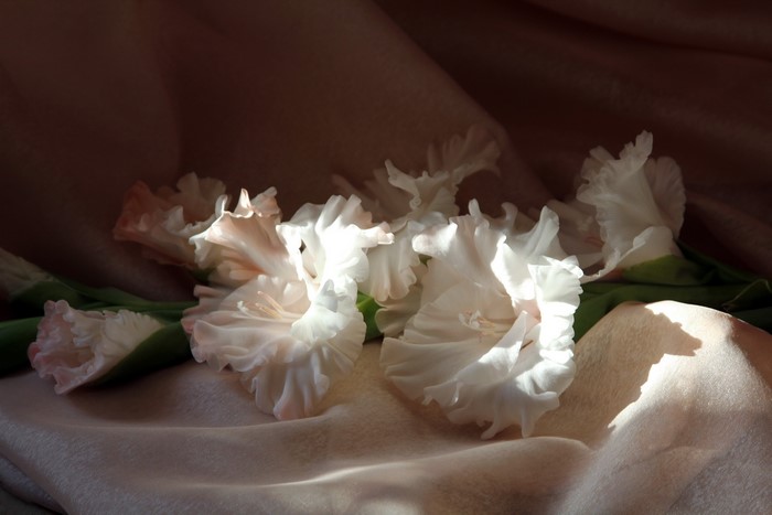 White Gladioluses on a draped fabric