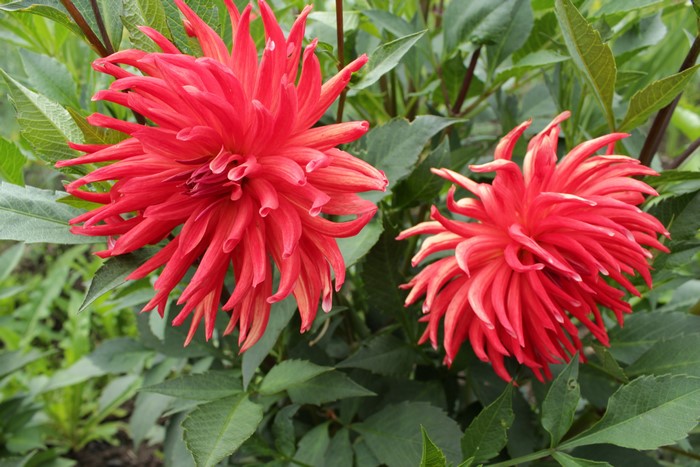 Two red spiky dahlias in green foliage