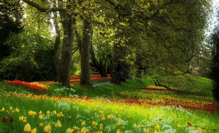 A field of tulips in a garden with trees