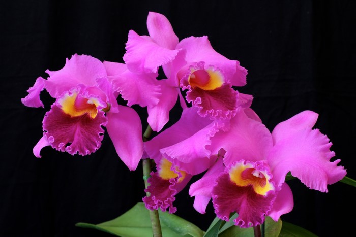 4K Orchid
