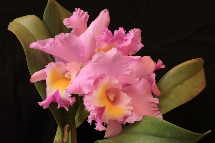 4K Pink Orchid