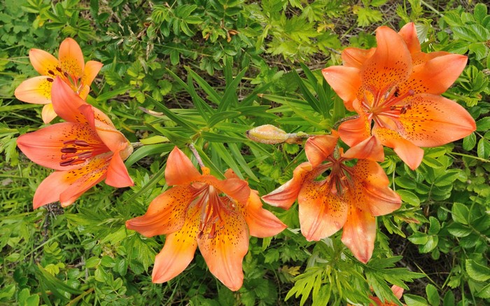 Orange lilies with black spots in green foliage