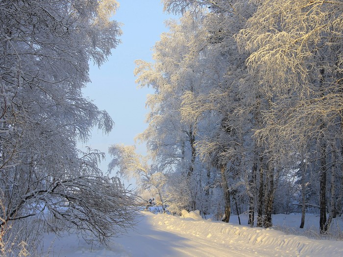 Snow-covered trees line a winter road