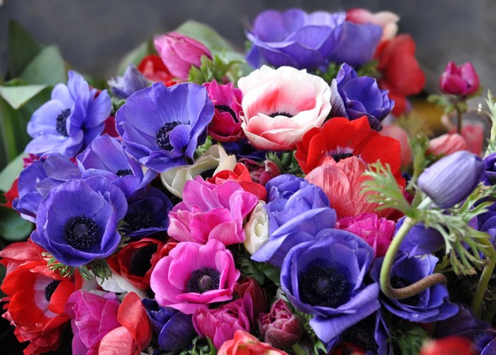 A bouquet of colorful anemone flowers
