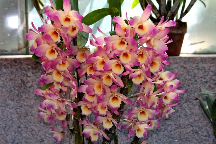 Pink and yellow orchids on a branch