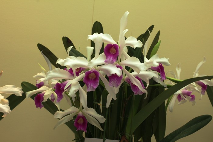 White and purple orchids with green leaves