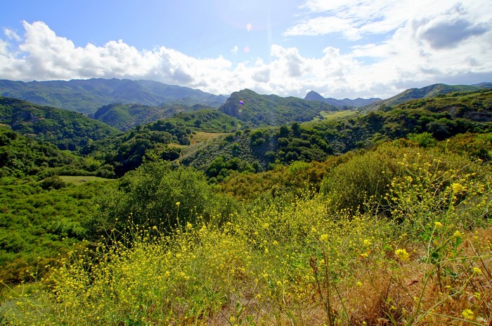 Green Mountains and Yellow Wildflowers in Malibu, California