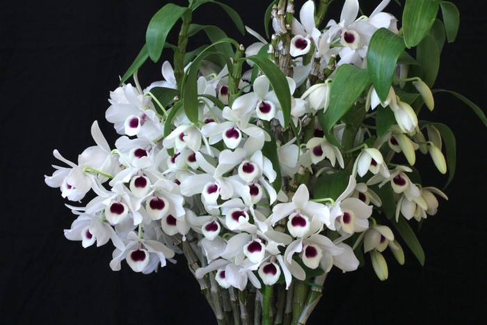 White Orchids with Purple Centers