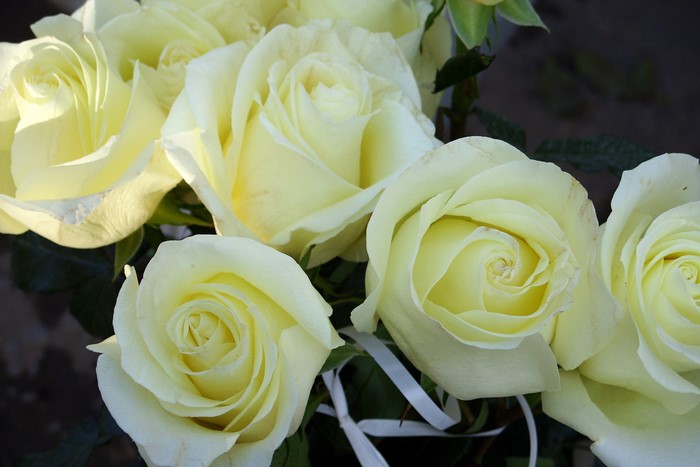 Bouquet of white roses with ribbons