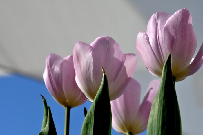 Close-up of pink tulips against a blue sky
