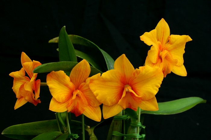 Orange orchids with green leaves on black background
