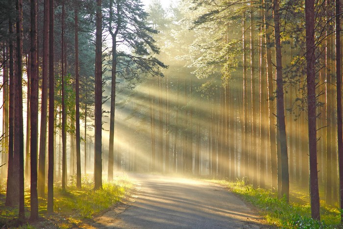 Sunbeams through a forest road