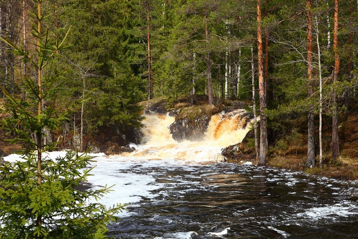 Waterfall in a forest with pine trees and a river