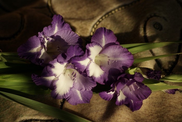 Purple and white gladiolus flowers on a textured surface