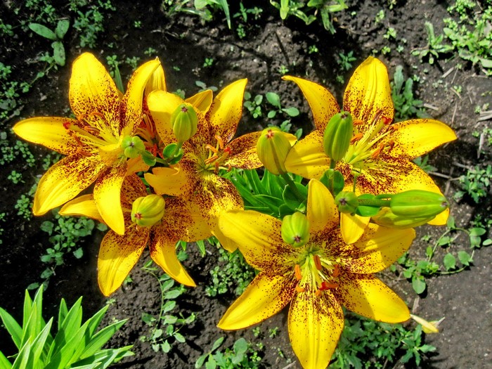 Yellow lilies with brown spots and green buds