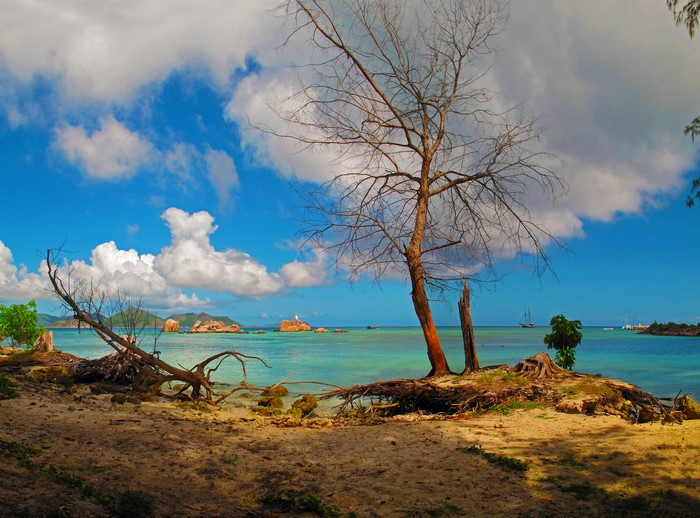 Tropical beach with bare trees and islands