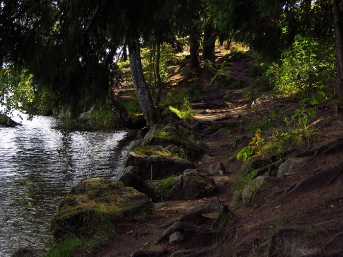 Forest path by the water