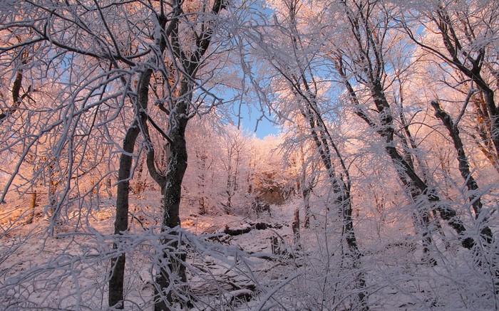 Snow-covered trees in a forest at sunrise