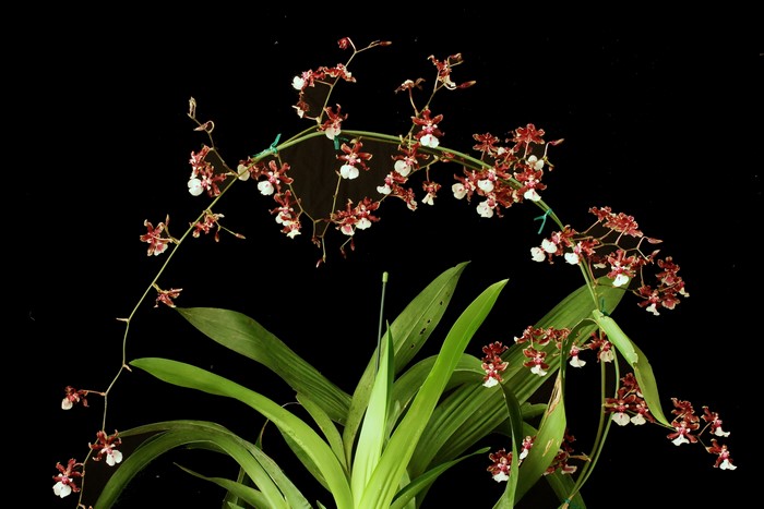 Orchid branches with red and white flowers