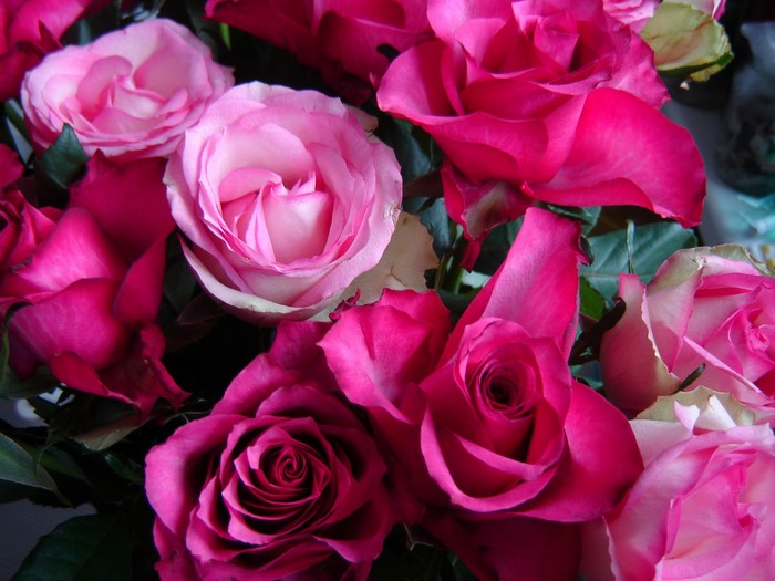 A bouquet of pink and deep pink roses