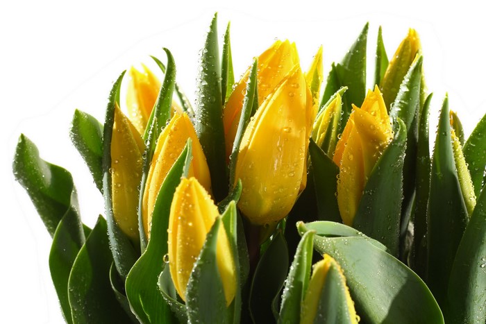 Yellow Tulips with Water Droplets