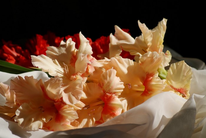 Gladioluses with red flowers in the background