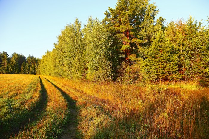 Dirt road through a field next to a forest