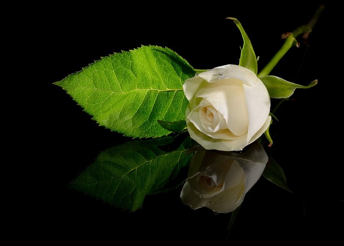 White rose with green leaf on black background