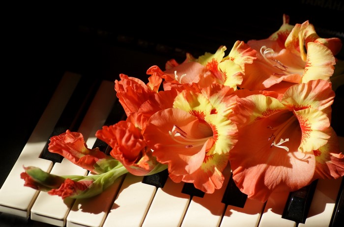 Orange and yellow gladiolus flowers on piano keys