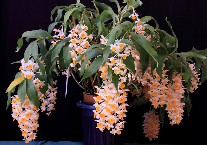 Dendrobium orchid plant with cascading white and orange flowers
