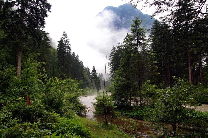 River flowing through a misty forest in Austria