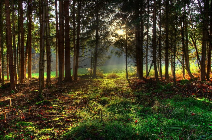 Sunlight filtering through a dense forest with green grass