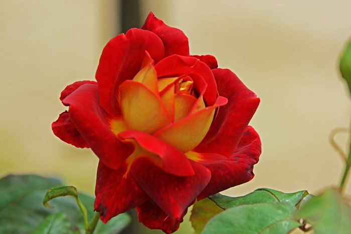 Red and yellow rose