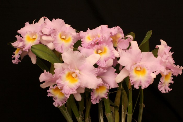 4K Pink Orchids