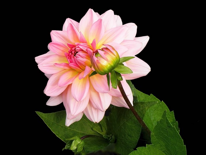 Pink Dahlia flower with bud and leaves
