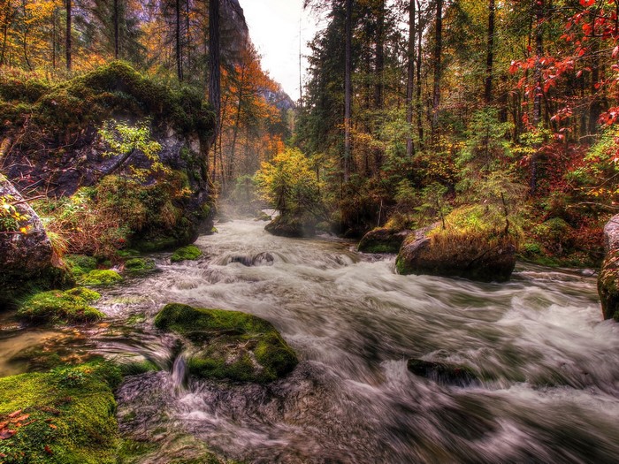 River flowing through a mossy forest in Austria