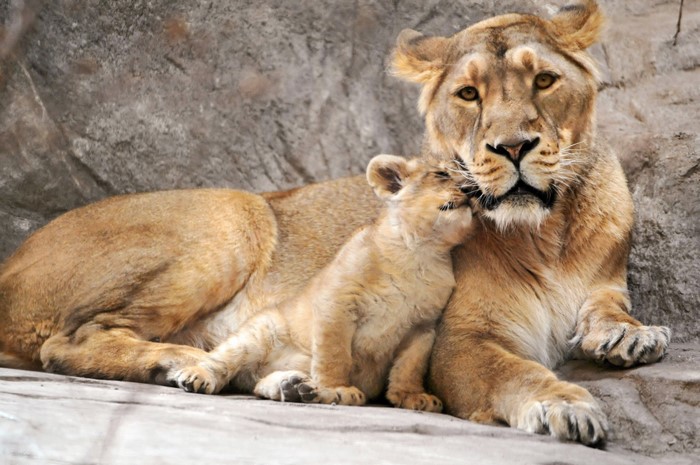 Lioness and cub resting on rocks